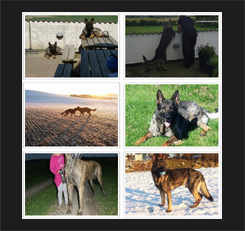 vores_hunde_gallery_forsiden